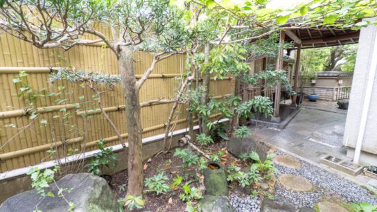 Back yard